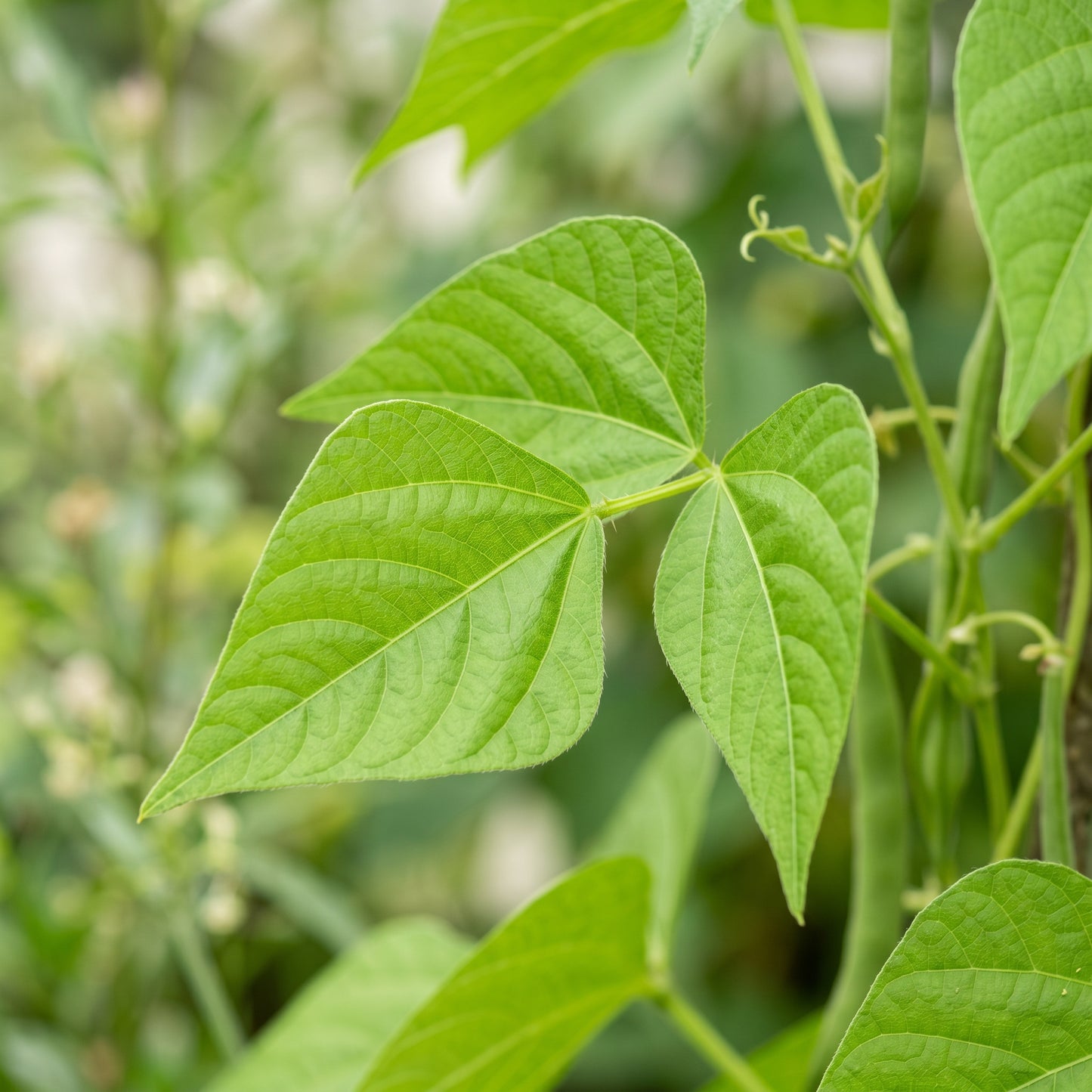 Stallard Bean Seeds for Planting
