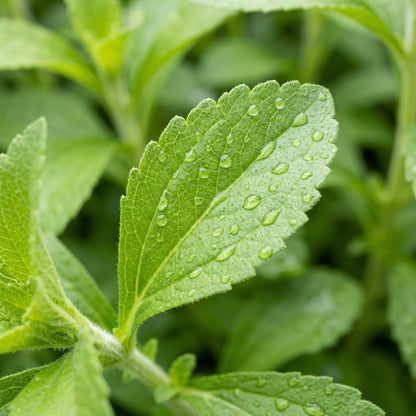 Stevia Seeds (Stevia rebaudiana) – Sweet Leaf Herb Seeds