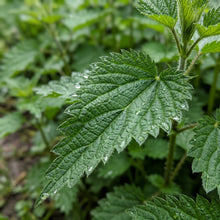Stinging Nettle Urtica Dioica Seeds