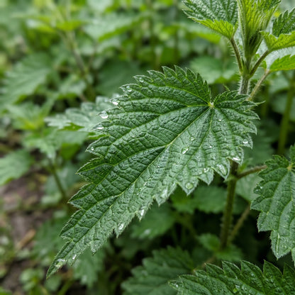 Stinging Nettle Urtica Dioica Seeds