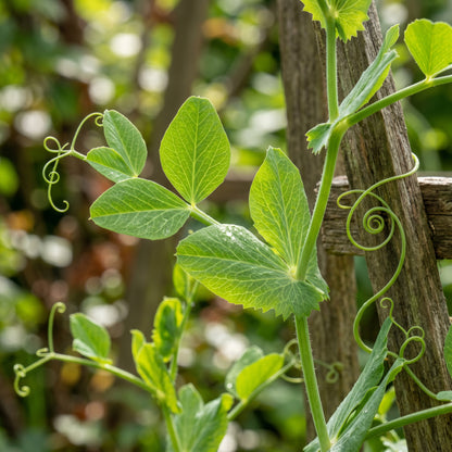 Pea Sugar Snap Lusaka Seeds for Planting