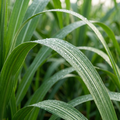Sugarcane Seeds for Home Garden Planting & Outdoor Growing