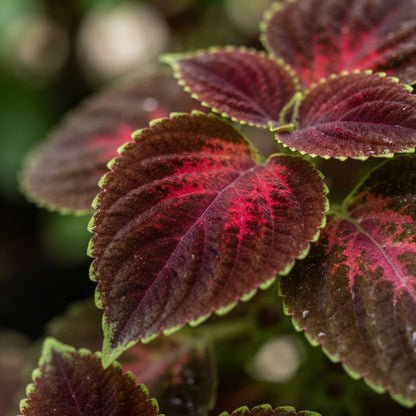 Sun Chocolate Covered Cherry Coleus Seeds for Garden Planting