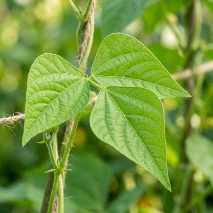 Graines de Haricots Verts Sunshine Seeds for Planting