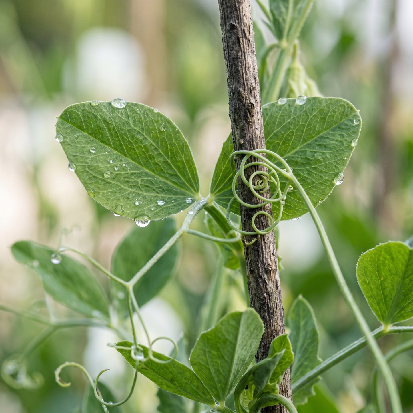 Sweet Pea Seeds (Lathyrus odoratus) – Climbing Sweet Pea Flower Seeds