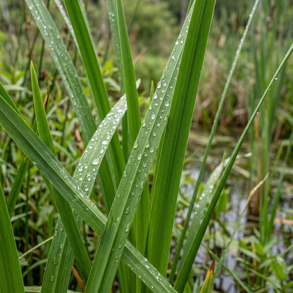 Sweet Flag Acorus Calamus Wetland Grass Seeds