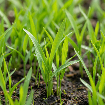 Sweetcorn Shoots Vegetable Seeds for Planting