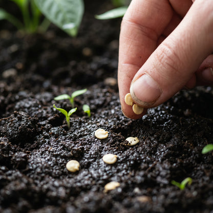 Sweety Drops Pepper Seeds – Pepper Seeds for Home Garden