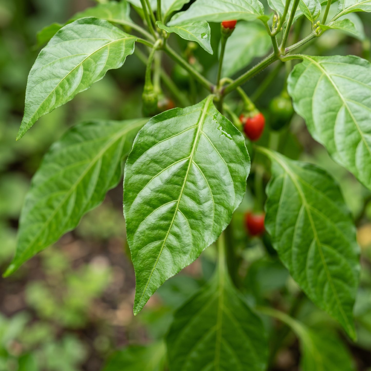 Sweety Drops Pepper Seeds – Pepper Seeds for Home Garden