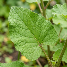 Takinogawa Long Burdock Seeds for Home Garden Planting