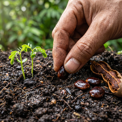 Tamarind Tree Seeds (Tamarindus indica) – Tropical Imli Fruit Tree Seeds