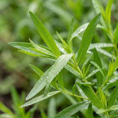 Tarragon Seeds (Artemisia dracunculus) – Tarragon Herb Seeds