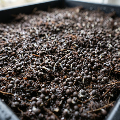 Tender Cabbage Sprouts Seeds for Planting