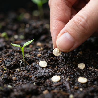 Thai Birds Eye Chili Pepper Seeds for Planting