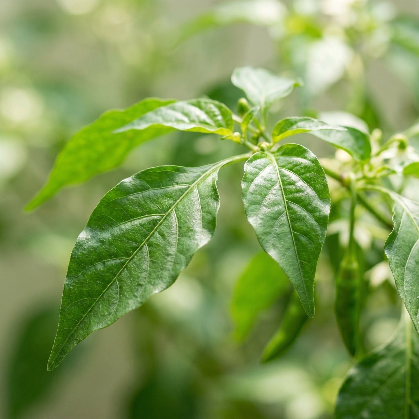 Thai Birds Eye Chili Pepper Seeds for Planting