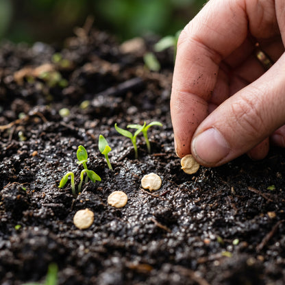 Sweet Pepper Thor Vegetable Seeds for Planting