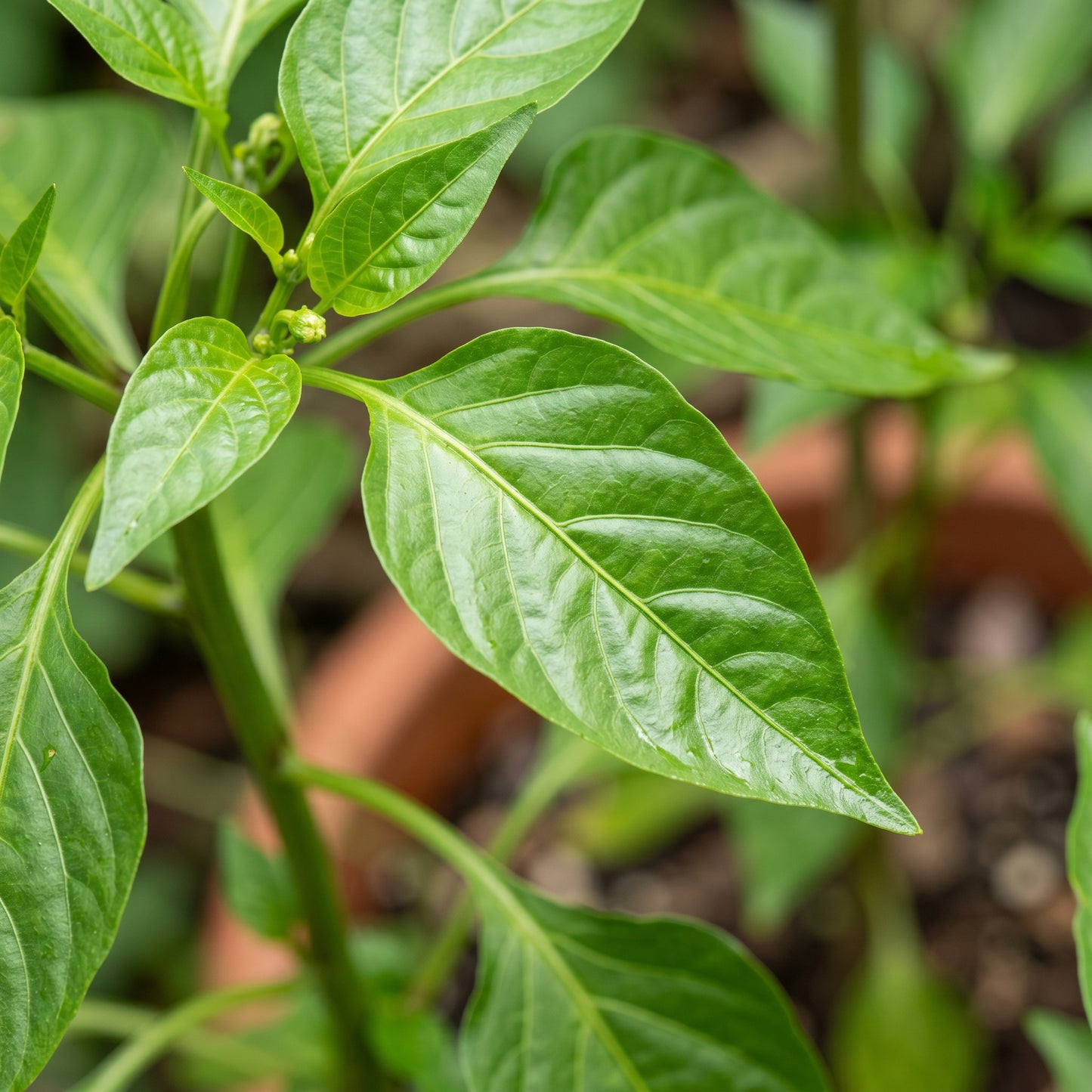 Sweet Pepper Thor Vegetable Seeds for Planting