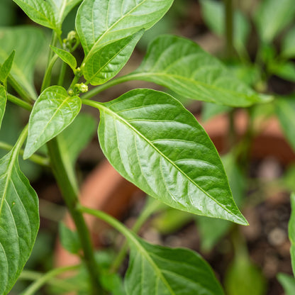 Sweet Pepper Thor Vegetable Seeds for Planting