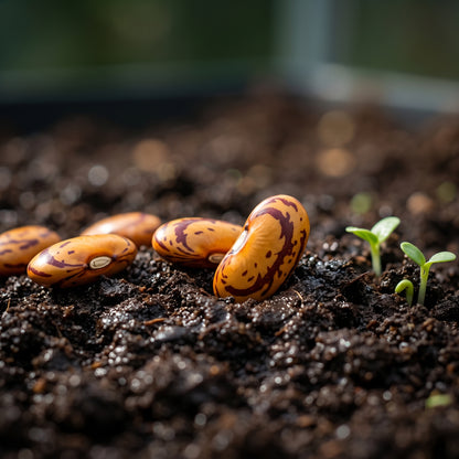 Tiger's Eye Bean Seeds for Planting