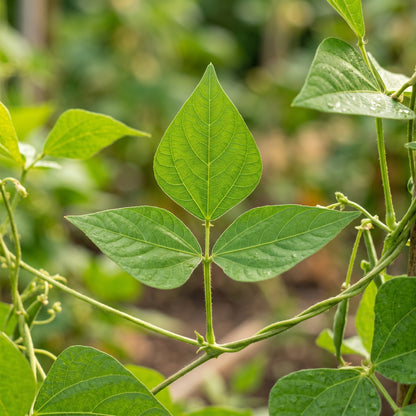 Tiger's Eye Bean Seeds for Planting
