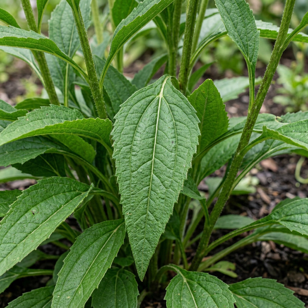Tomato Soup Echinacea Seeds for Garden Planting