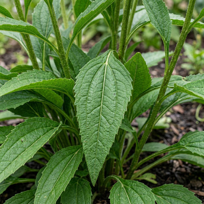 Tomato Soup Echinacea Seeds for Garden Planting