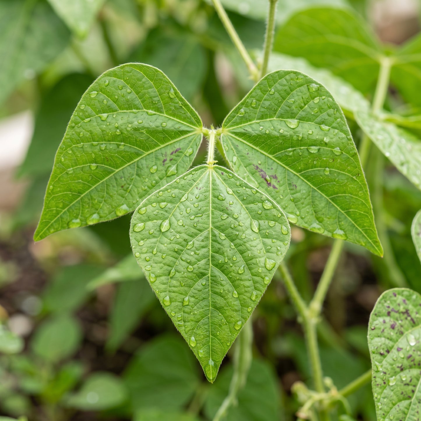Tongue of Fire Bean Seeds – Bush Bean Plant