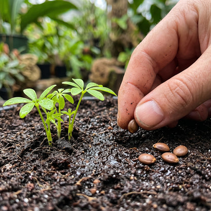 Trinette Schefflera Seeds for Indoor Gardens