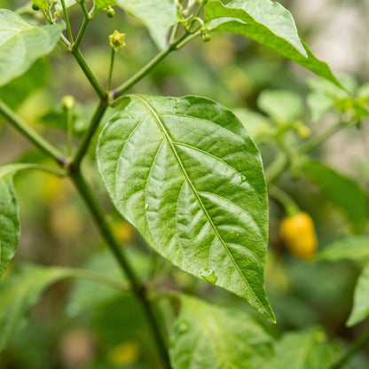 Trinidad Scorpion Yellow Chilli Seeds for Planting