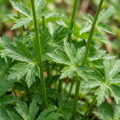 Trollius europaeus Flower Seeds for Planting