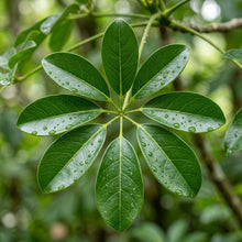 Umbrella Tree Seeds (Schefflera actinophylla) – Houseplant Green Foliage Seeds