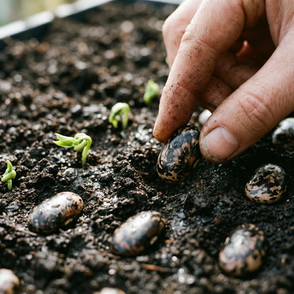 Velvet Bean Seeds (Mucuna pruriens) for Planting