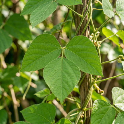 Velvet Bean Seeds (Mucuna pruriens) for Planting