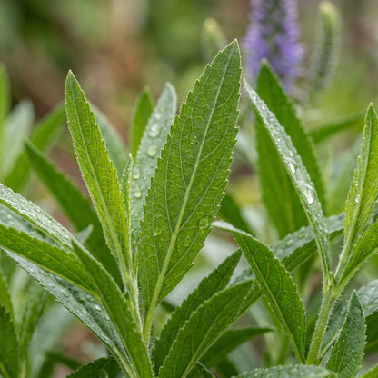 Speedwell Seeds (Veronica spicata) – Pink Spiked Speedwell Flower Seeds