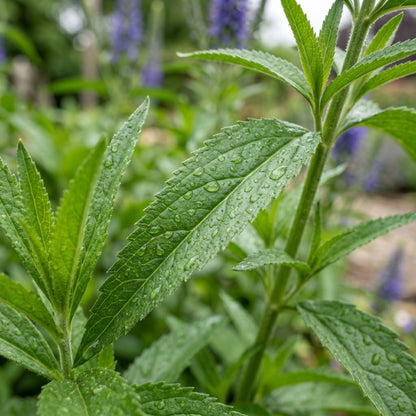 Speedwell Seeds (Veronica spicata) – Pink Spiked Speedwell Flower Seeds