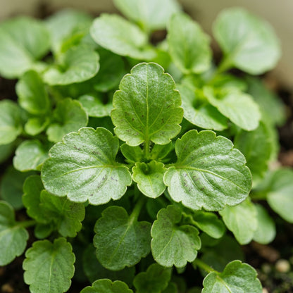 Viola Freckles Flower Seeds For Planting