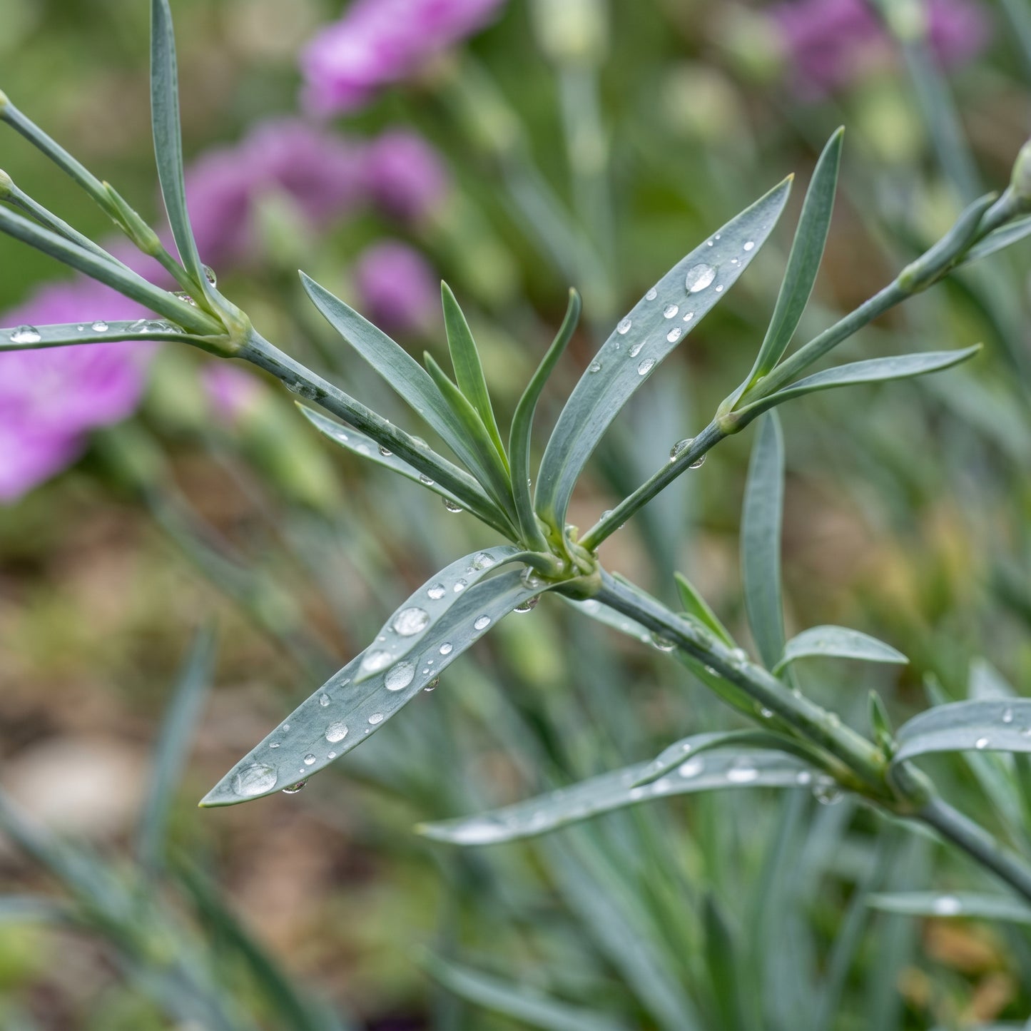 Violet Carnation Seeds – Flower Garden Plant