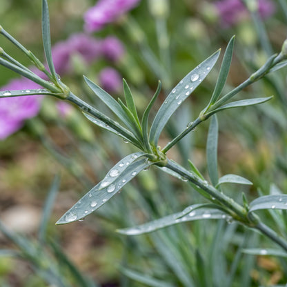 Violet Carnation Seeds – Flower Garden Plant