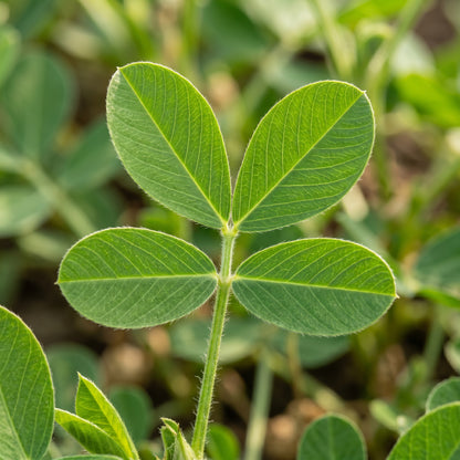 Virginia Jumbo Peanut Seeds for Planting