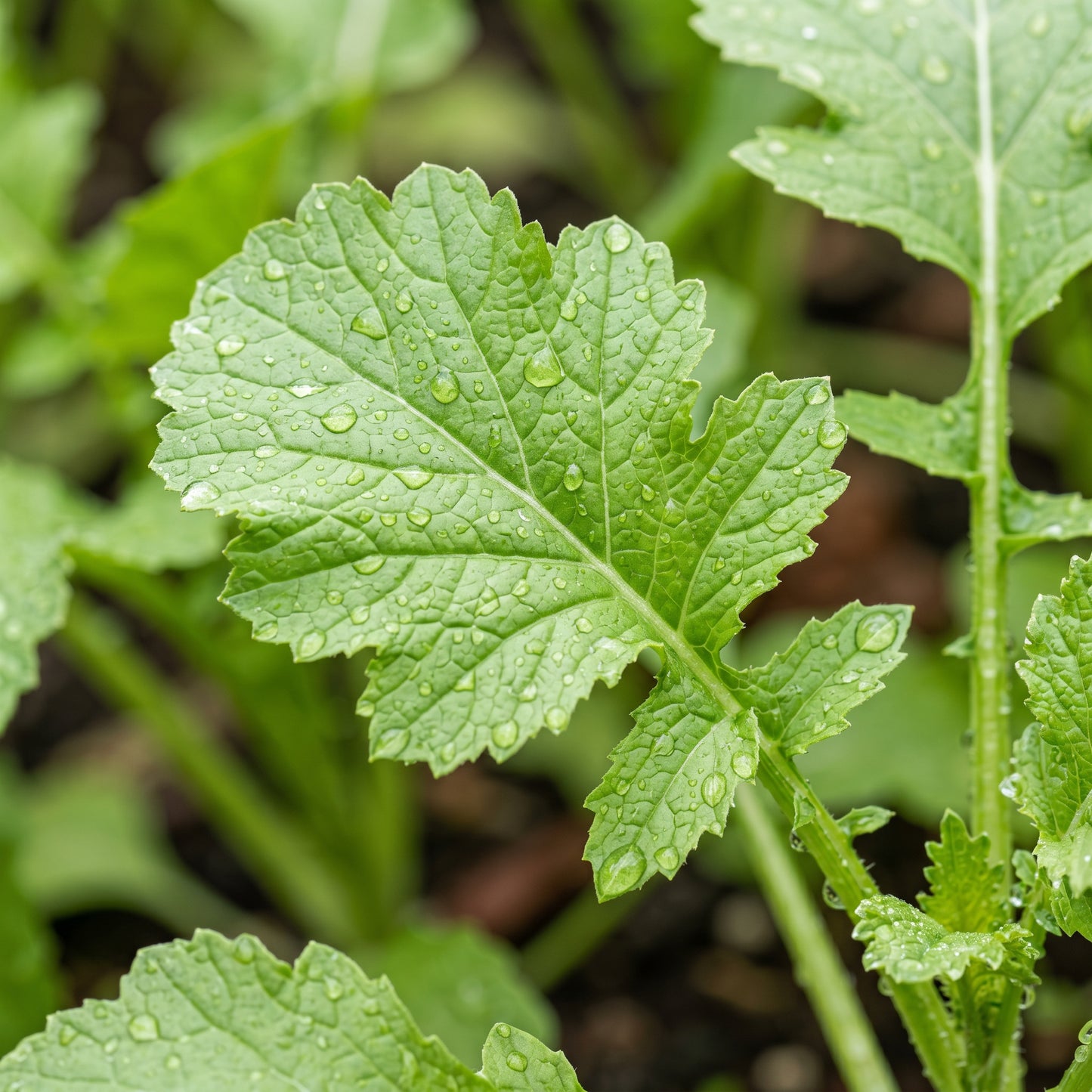 Wasabi Mustard Seeds – Japanese Mustard Green Seeds for Garden Growing