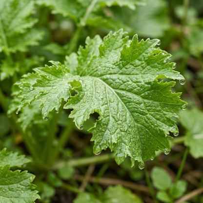 Wasabi Mustard Green Seeds (Brassica juncea) – Spicy Leaf Mustard Seeds