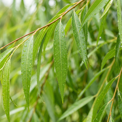 Weeping Willow Seeds (Salix babylonica) – Green Willow Tree Seeds