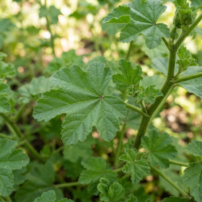 White Malope trifida Flower Seeds for Planting