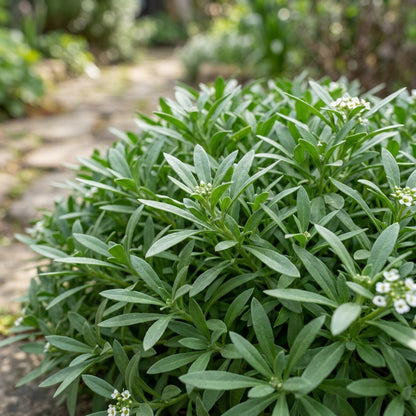White Alyssum 'Snow' Seeds for Planting