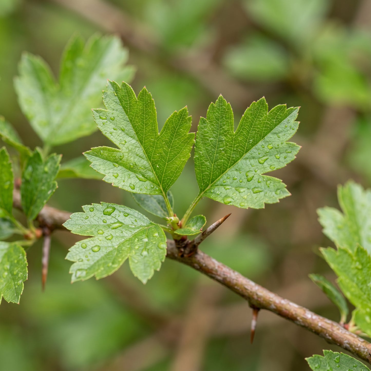 Wild Hawthorn Tree Seeds (Crataegus monogyna) – Hawthorn Shrub Seeds