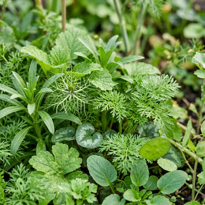 Winter Flower Mix Seeds For Planting
