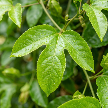 Passion Fruit Seeds – Yellow Passion Fruit Plant Seeds