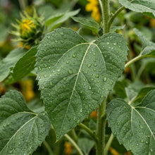 Yellow Blue Sunflower Flower Seeds for Planting - Decorative Sunflowers