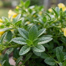 Yellow Superbells Calibrachoa Flower Seeds for Planting - Garden Blooms
