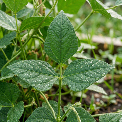 Zipper Cream Cowpea Seeds for Outdoor Vegetable Garden Growing
